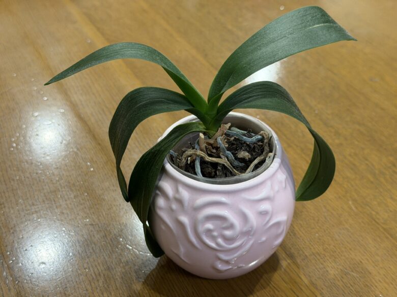 画像に alt 属性が指定されていません。ファイル名: IMG_7043.jpeg