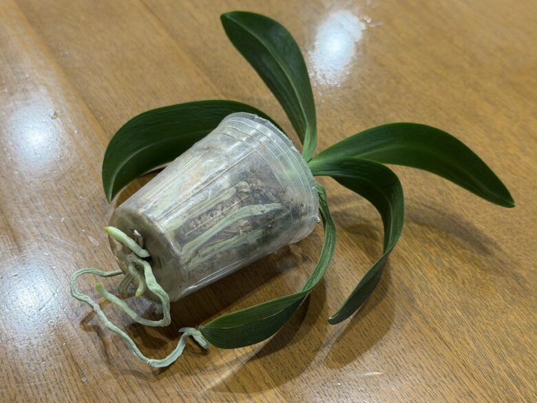 画像に alt 属性が指定されていません。ファイル名: IMG_7044.jpeg