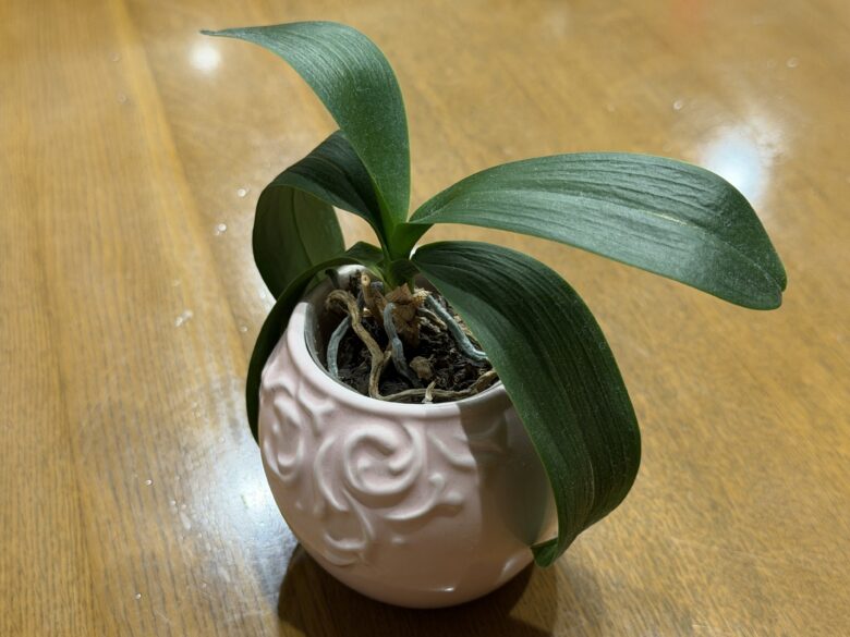 画像に alt 属性が指定されていません。ファイル名: IMG_7045.jpeg