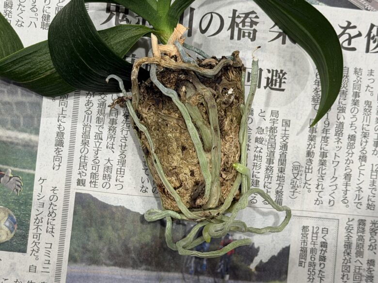 画像に alt 属性が指定されていません。ファイル名: IMG_7046.jpeg