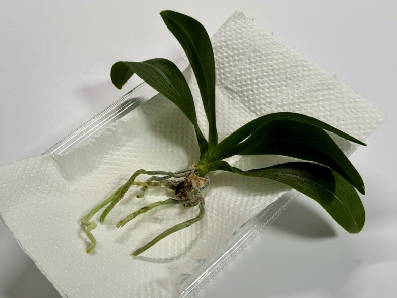 画像に alt 属性が指定されていません。ファイル名: IMG_7048.jpeg