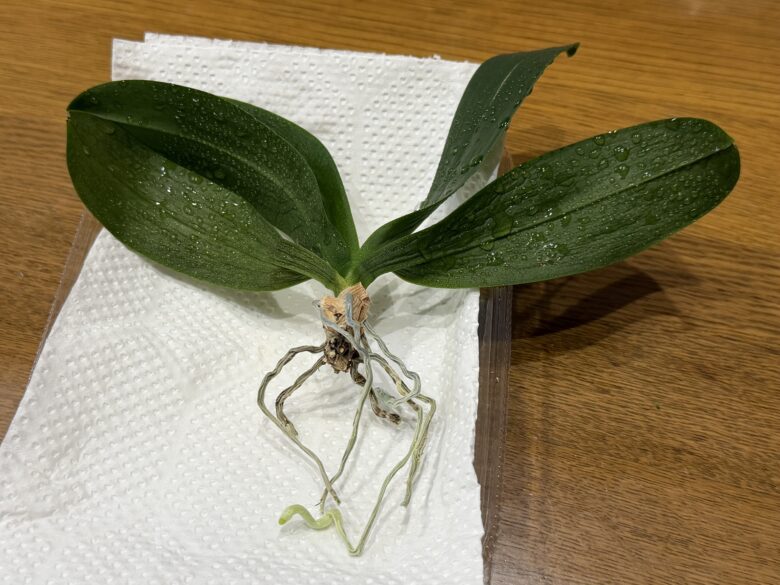 画像に alt 属性が指定されていません。ファイル名: IMG_7060.jpeg