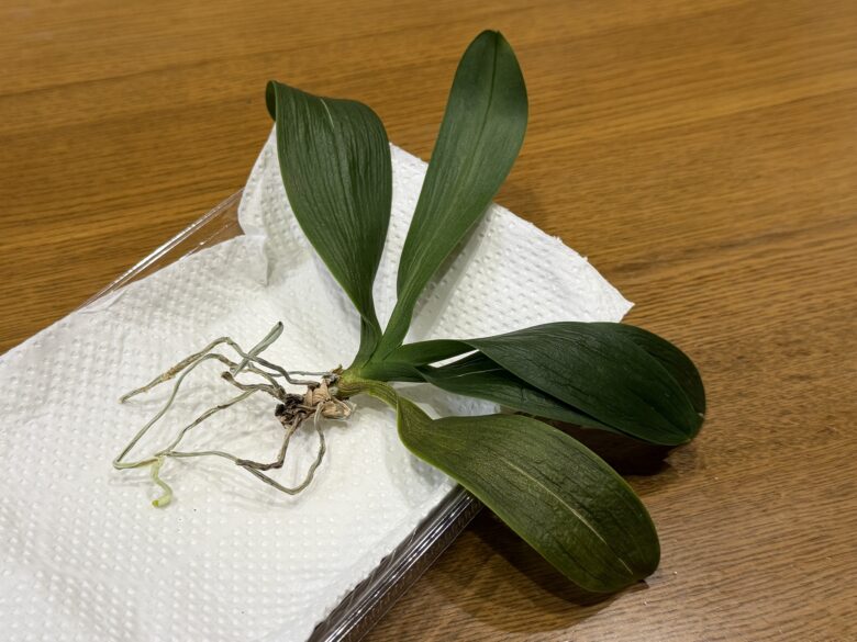 画像に alt 属性が指定されていません。ファイル名: IMG_7081.jpeg