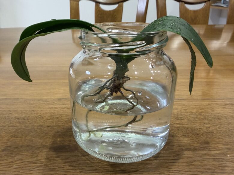 画像に alt 属性が指定されていません。ファイル名: IMG_7082.jpeg