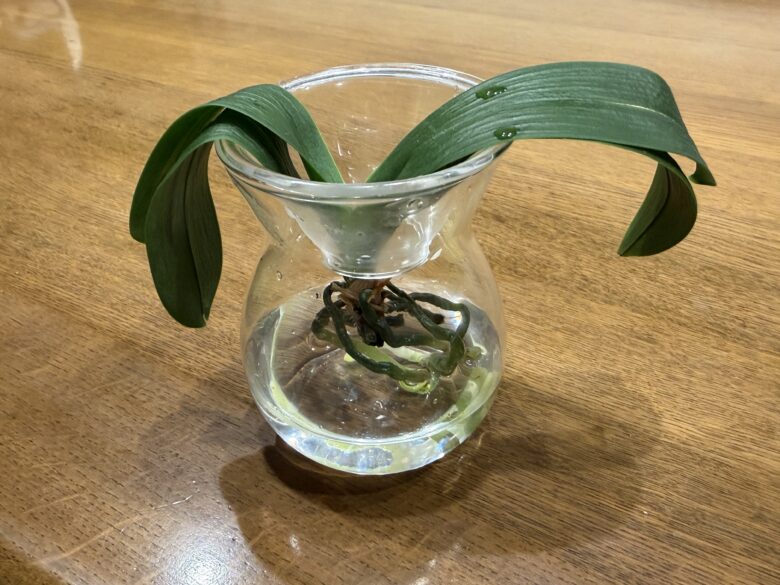 画像に alt 属性が指定されていません。ファイル名: IMG_7084.jpeg