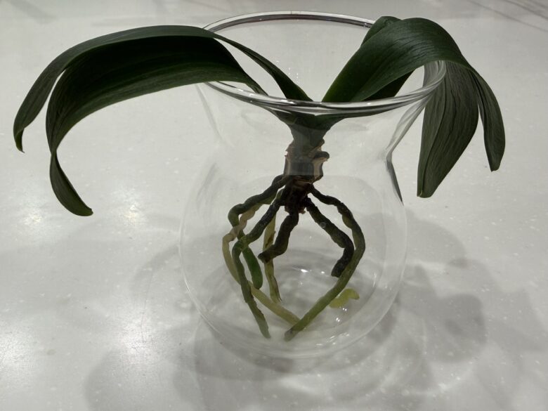 画像に alt 属性が指定されていません。ファイル名: IMG_7085.jpeg