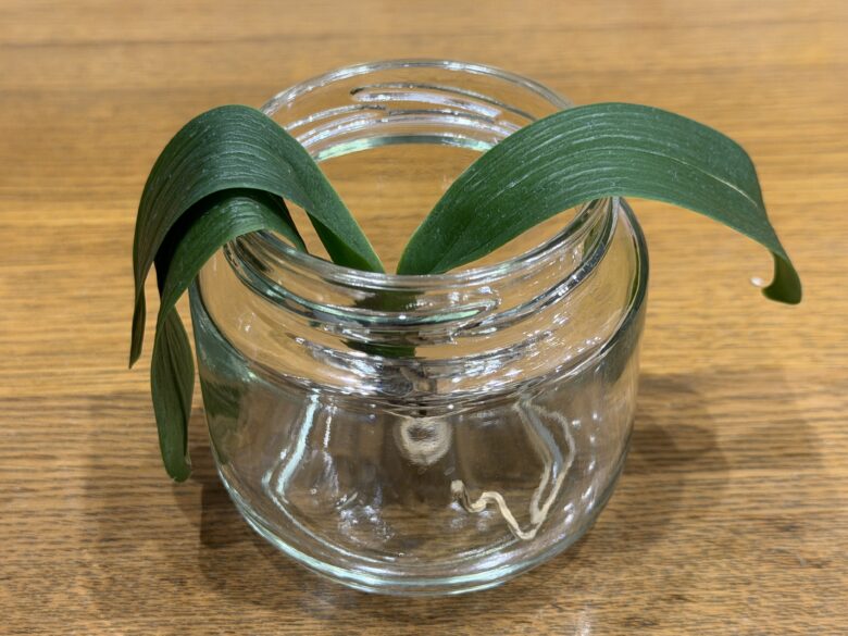 画像に alt 属性が指定されていません。ファイル名: IMG_7518.jpeg